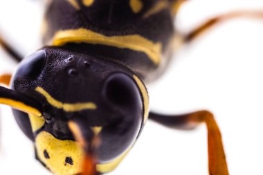 Beyaz üzerinde sürünerek Wasp