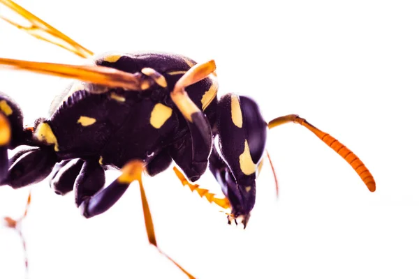 Macro colpo vespa isolato — Foto Stock
