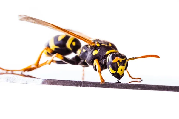 Wasp on a metal surface — ストック写真