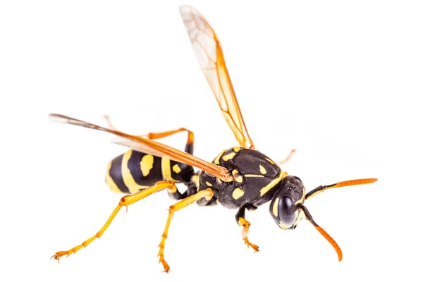 Macro vespa isolata — Foto Stock