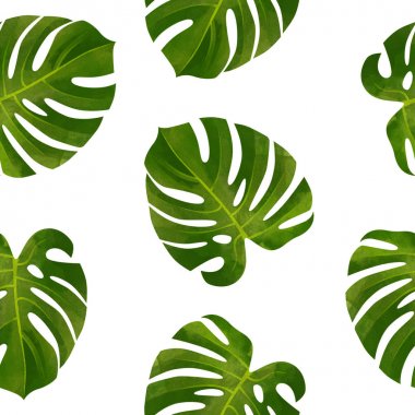 Monstera ile tropikal Dikişsiz desen bırakır. Modaya uygun bitki illüstrasyon.