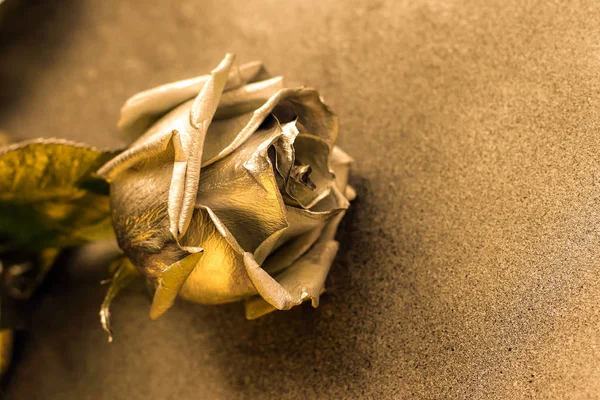 Golden rose on golden background , place for text
