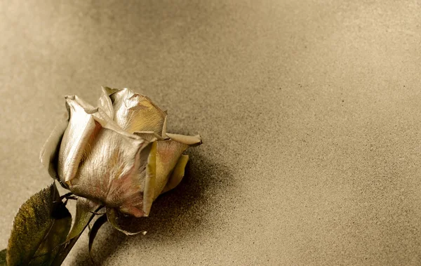 Golden rose on golden background , place for text