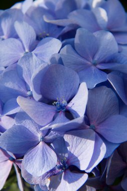 Mavi taze ortanca, kapandı 