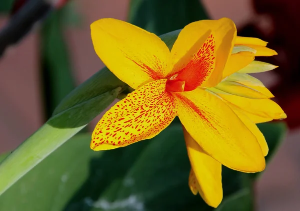 Yeşil zemin üzerine sarı tropikal çiçek — Stok fotoğraf