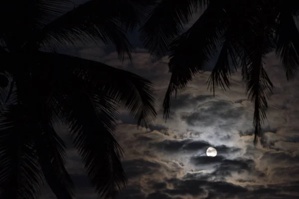 Noite tropical, o luar no céu noturno — Fotografia de Stock