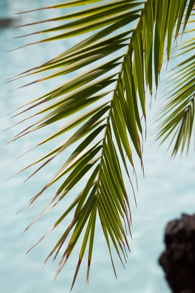 Пальмовий Лист Водному Фоні — стокове фото