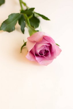 açık renkli, tex için yer üzerinde tek leylak pion şeklindeki gül