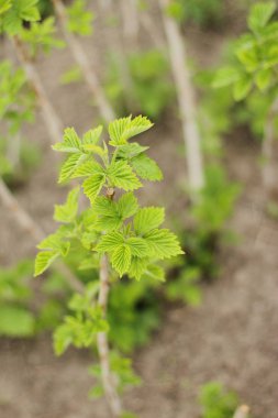 Genç ahududu dışarı Filiz. Bahçede genç Ahududu yaprakları