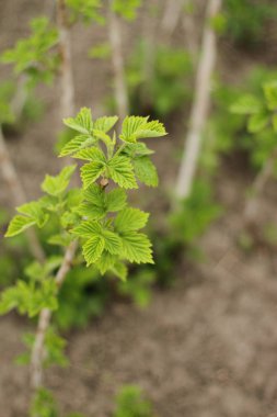 Genç ahududu dışarı Filiz. Bahçede genç Ahududu yaprakları