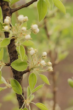 Armut Ağacı bahar zaman çiçek açmış. dalı yeni tomurcuklar