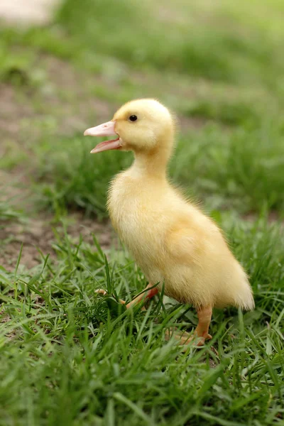 small cute duckling outdoor in on green grass