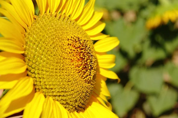 Fleur Tournesol Fleurie Jaune Vif Scène Agricole Campagne Saison Ferme — Photo