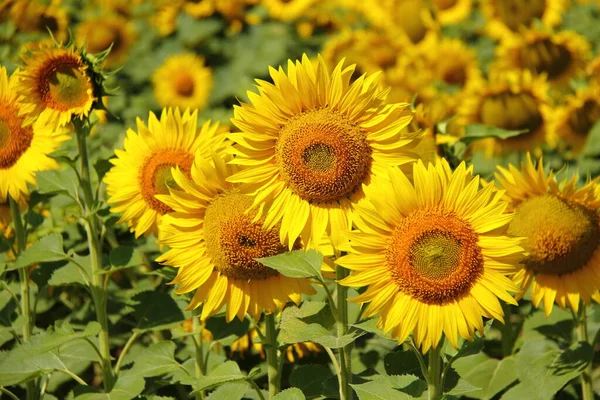 Fleur Tournesol Fleurie Jaune Vif Scène Agricole Campagne Saison Ferme — Photo