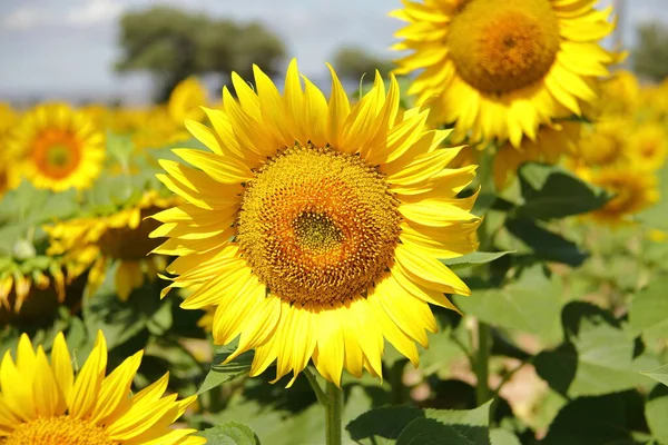 Fleur Tournesol Fleurie Jaune Vif Scène Agricole Campagne Saison Ferme — Photo