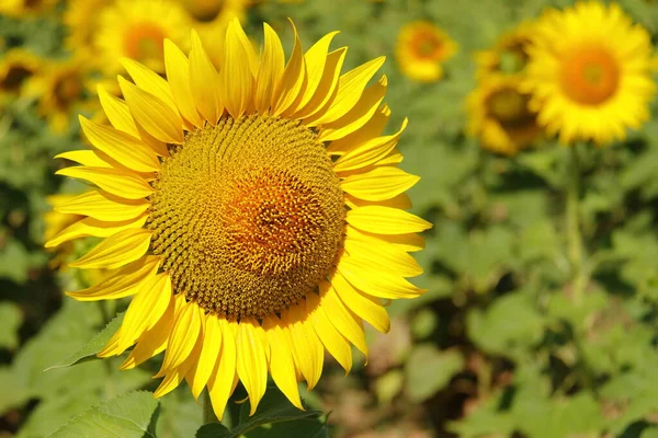 Fleur Tournesol Fleurie Jaune Vif Scène Agricole Campagne Saison Ferme — Photo