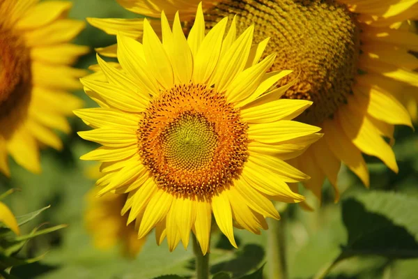 Fleur Tournesol Fleurie Jaune Vif Scène Agricole Campagne Saison Ferme — Photo