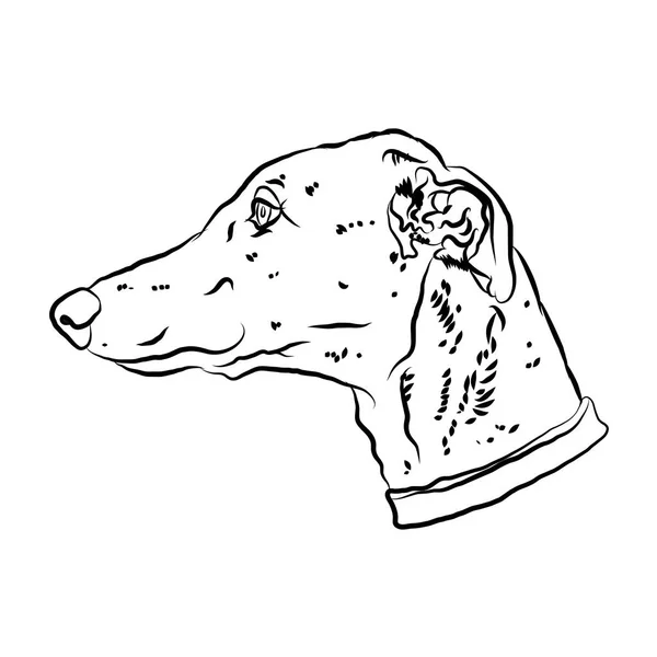 Galgo Carismático Retrato Silueta Perro Ilustración Vectorial — Vector de stock