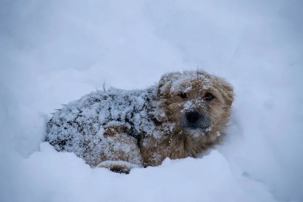 Homeless dog lies in the snow. The dog is covered in falling snow.