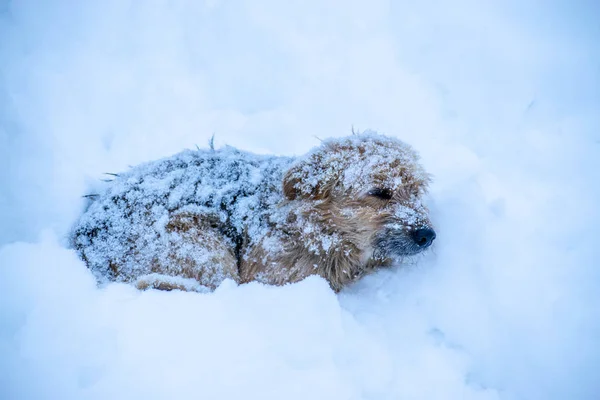 无家可归的狗躺在雪地里 那条狗被大雪覆盖着 — 图库照片