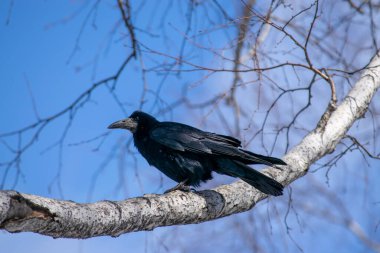Kale bir huş dalında oturur..