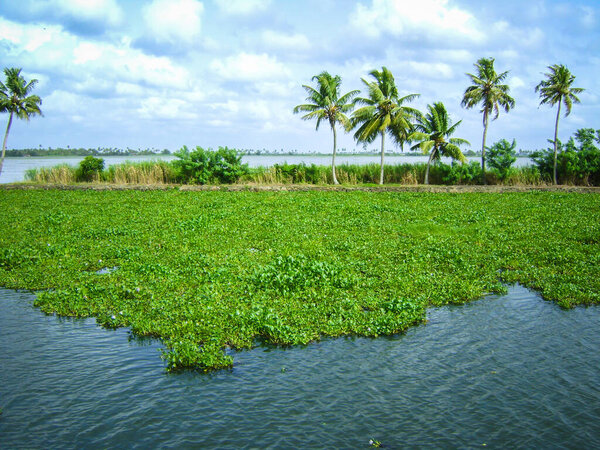 Backwaters of Alleppey in Kerala where Houseboat is very famous