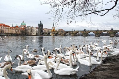 Prag 'da. Vltava Nehri Embankment. Charles Köprüsü.