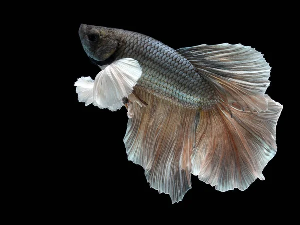 Mezzaluna Maschio Betta Sfondo Nero Pesce Combattente Siamese Pesce Acqua — Foto Stock