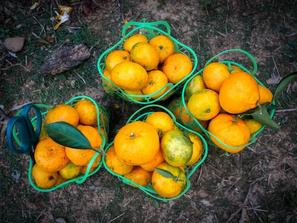 Mandarin Oranges in green basket. Fruit Picking at Gamagori Orange Park, Japan.
