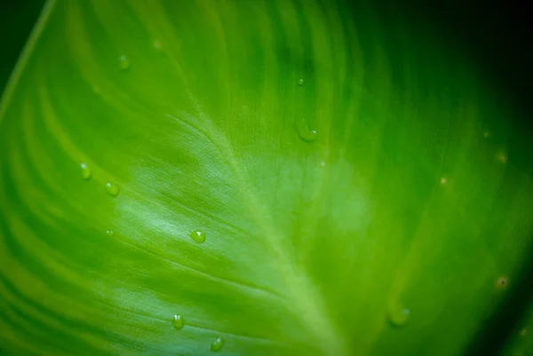 Closeup Green Leaf Garden Greenery Background Copy Space — Stock Photo, Image