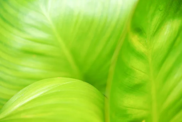 Closeup Green Leaf Garden Greenery Background Copy Space — Stock Photo, Image