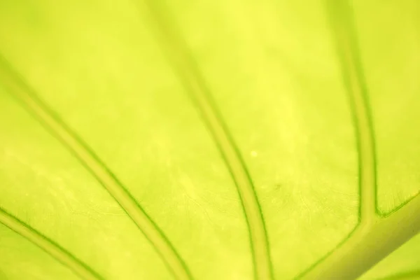Detailní Záběr Zelený List Zahradě Pozadí Zeleně — Stock fotografie