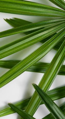 Beyaz duvarda yeşil yaprak (Lady Palm) yakın çekim. Yeşillik arkaplan, duvar kağıdı konsepti.