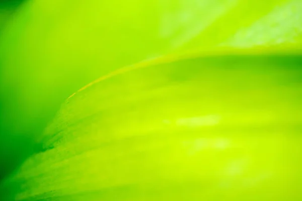 Detailní Záběr Zelený List Zahradě Zvolte Zaostření Zeleň Pozadí Kopírovacím — Stock fotografie
