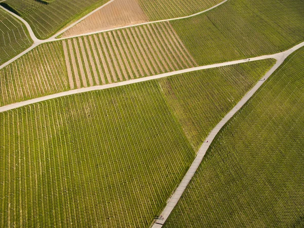 Field with roads — Stock Photo, Image