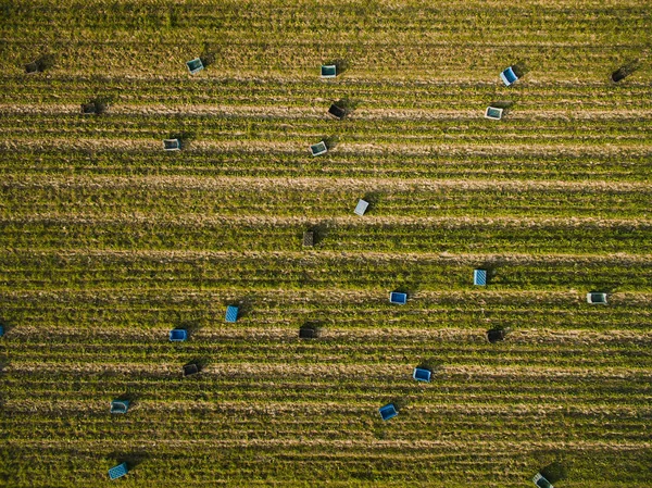 Harvest — Stock Photo, Image