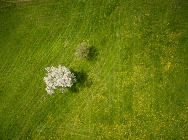 Campo con alberi — Foto Stock
