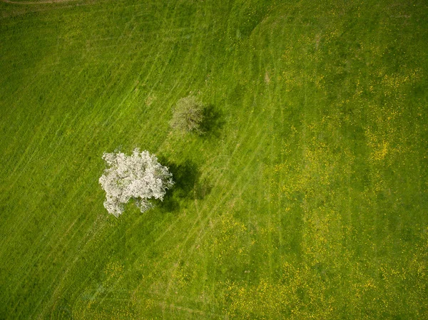 Поле с деревьями — стоковое фото