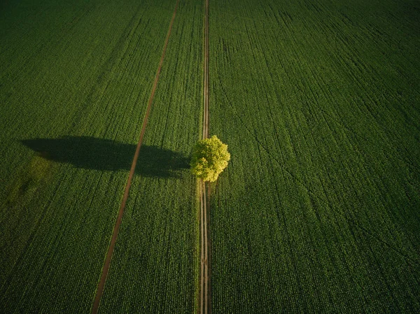 Árvore — Fotografia de Stock