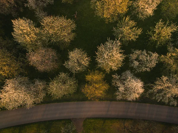 Trees and road — Stock Photo