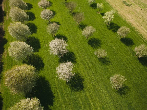 Verde — Fotografia de Stock