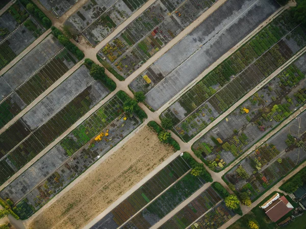 Plantación - foto de stock