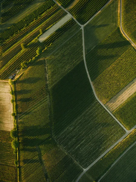 Harvesting — Stock Photo