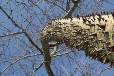 Ceiba speciosa, şiş ile ağaç gövdesi