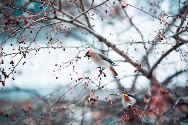 Waxwings rowan yiyorsun