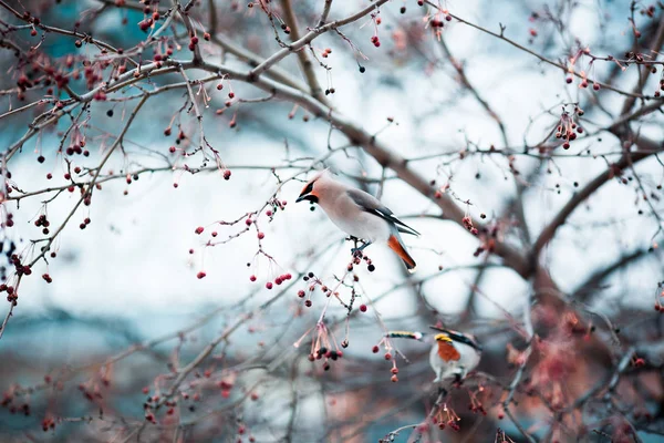 Waxwings Eet Rowan — Stockfoto