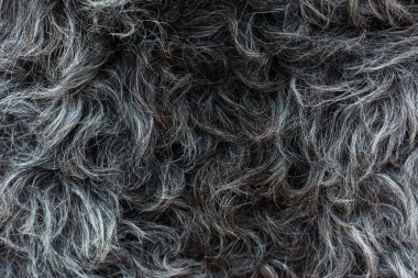Doğal gri gizle koyun yün güzel dalgalar yatıyor. Yüksek çözünürlüklü, her saç görülür.