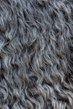 Doğal gri gizle koyun yün güzel dalgalar yatıyor. Yüksek çözünürlüklü, her saç görülür.