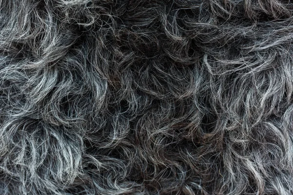 Doğal gri gizle koyun yün güzel dalgalar yatıyor. Yüksek çözünürlüklü, her saç görülür.