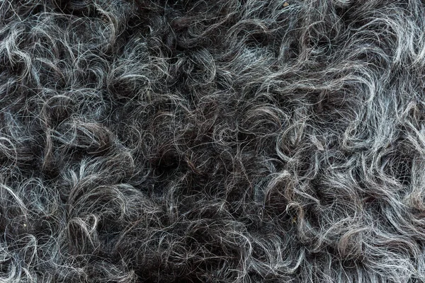 Natural Gray Hide Sheep Lies Beautiful Waves Wool High Definition — Stock Photo, Image